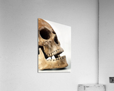 2464 Acrylic Print