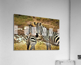 2469 Acrylic Print