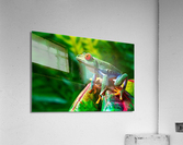 2477 Acrylic Print
