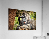 2501 Acrylic Print
