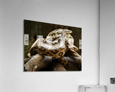 2587 Acrylic Print