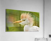 2592 Acrylic Print