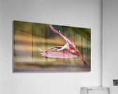 2593 Acrylic Print