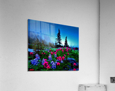 2598 Acrylic Print
