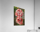 2601 Acrylic Print