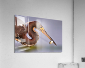 2603 Acrylic Print