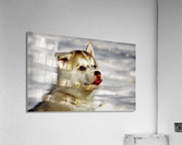 2605 Acrylic Print