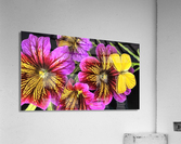 2610 Acrylic Print