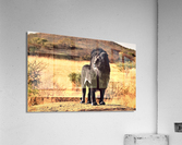 2623 Acrylic Print