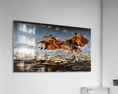 2638 Acrylic Print
