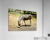 2646 Acrylic Print