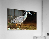 2764 Acrylic Print