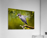 2801 Acrylic Print