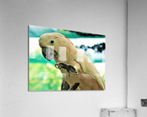 2813 Acrylic Print