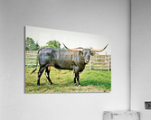 2847 Acrylic Print