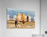 2913 Acrylic Print