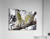 2917 Acrylic Print