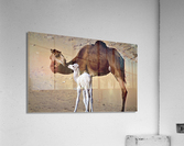 3017 Acrylic Print