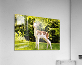 3157 Acrylic Print