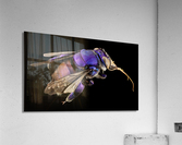 3296 Acrylic Print