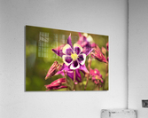3324 Acrylic Print