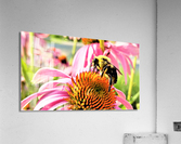 3329 Acrylic Print