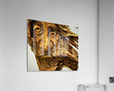 3342 Acrylic Print