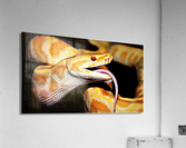 3359 Acrylic Print