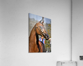 3412 Acrylic Print