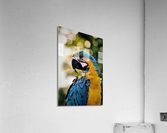 3419 Acrylic Print