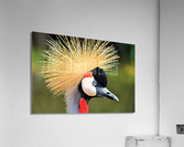 3442 Acrylic Print