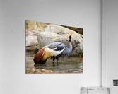 3444 Acrylic Print