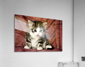 3445 Acrylic Print