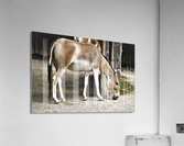 3446 Acrylic Print