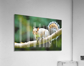 3516 Acrylic Print