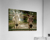 3567 Acrylic Print