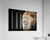3617 Acrylic Print