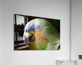 3633 Acrylic Print