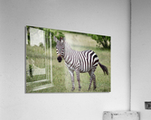 3683 Acrylic Print