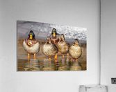 3704 Acrylic Print