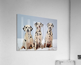 3712 Acrylic Print