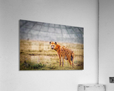 3725 Acrylic Print