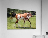 3733 Acrylic Print