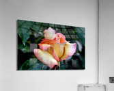 3741 Acrylic Print