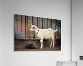 3927 Acrylic Print