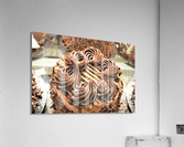 3962 Acrylic Print