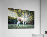 4048 Acrylic Print