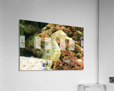 4083 Acrylic Print