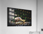 4084 Acrylic Print