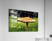 4086 Acrylic Print